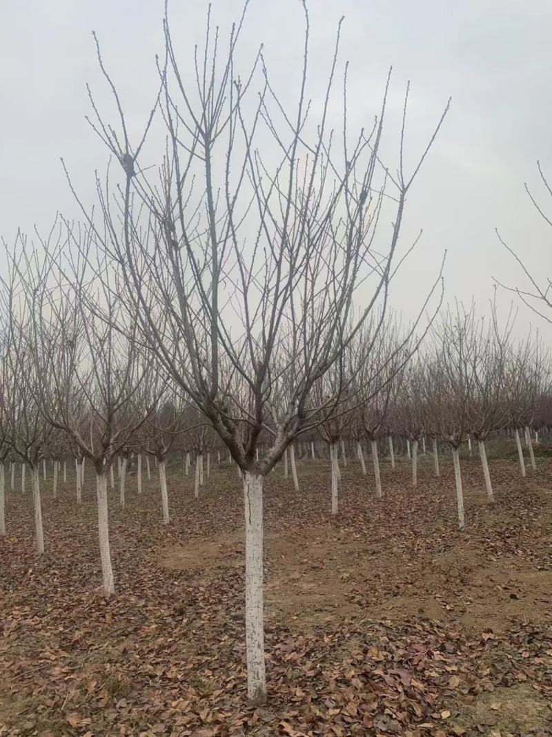 【樱花树】南阳樱花树规格齐全可视频看货欢迎咨询