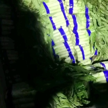 安徽莴苣产地一手货源现货现发可视频看货
