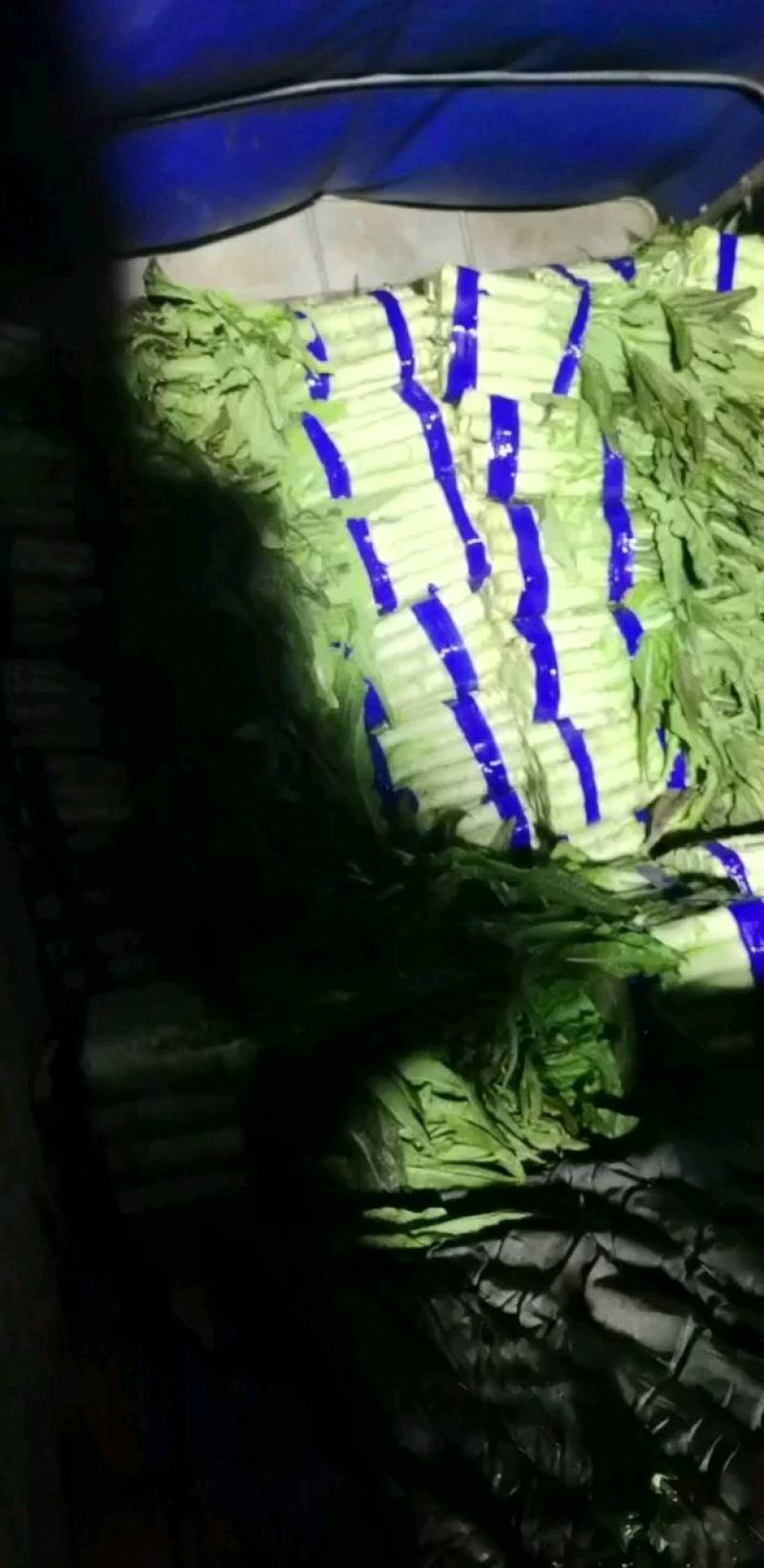 安徽莴苣产地一手货源现货现发可视频看货