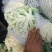 冷库精品松花菜需要一亩田与我联系