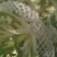 冷库精品松花菜需要一亩田与我联系