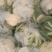 冷库精品松花菜需要一亩田与我联系