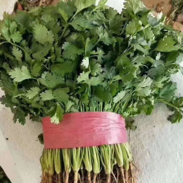 大叶精品香菜产地直发全国直达，保质保量，支持各种包装