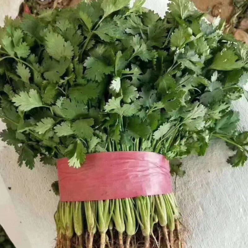 大叶精品香菜产地直发全国直达，保质保量，支持各种包装
