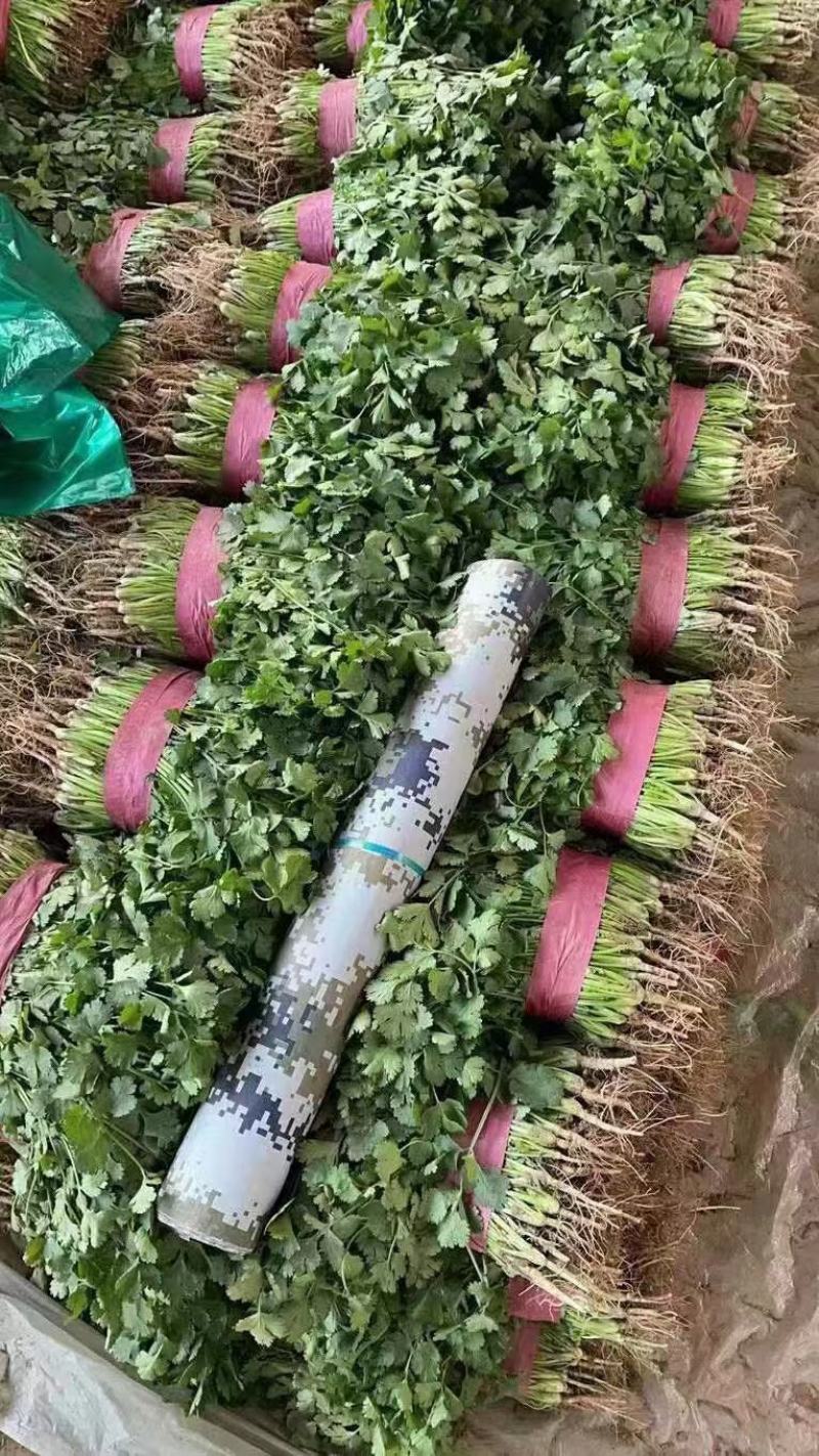 大叶精品香菜产地直发全国直达，保质保量，支持各种包装