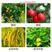 兰月农实多细胞分裂素苄氨基嘌呤保花保果促花芽分化调节生