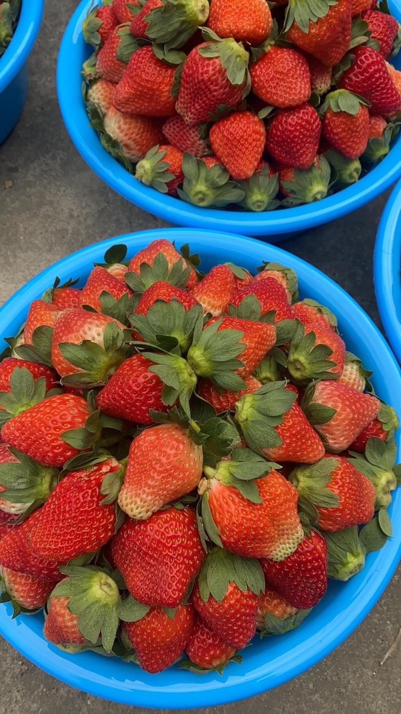 甘肃、奶油草莓大量上市、现摘现发、品质保证、货源充足