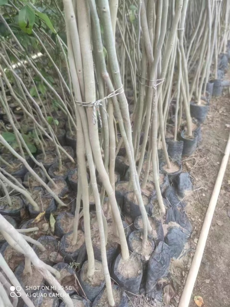 海南黄花梨，胶杯苗，布袋苗，大量供应，产地直发，一棵也是