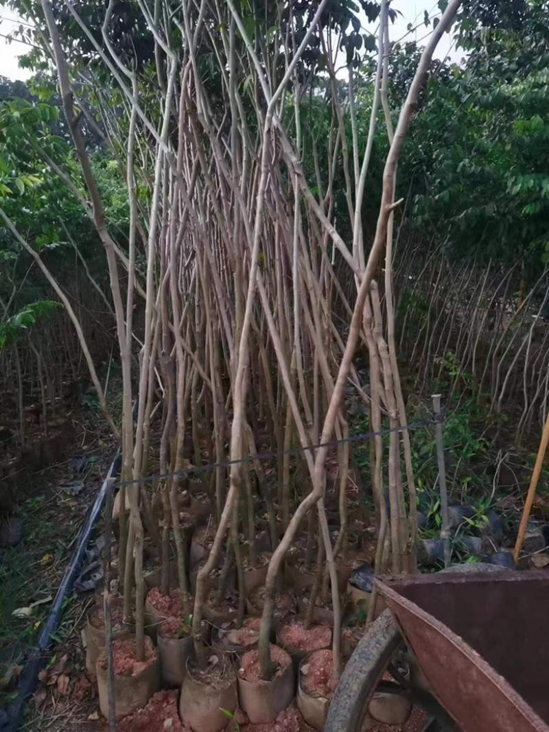 海南黄花梨，胶杯苗，布袋苗，大量供应，产地直发，一棵也是