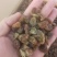 葡萄干赶场网商专用