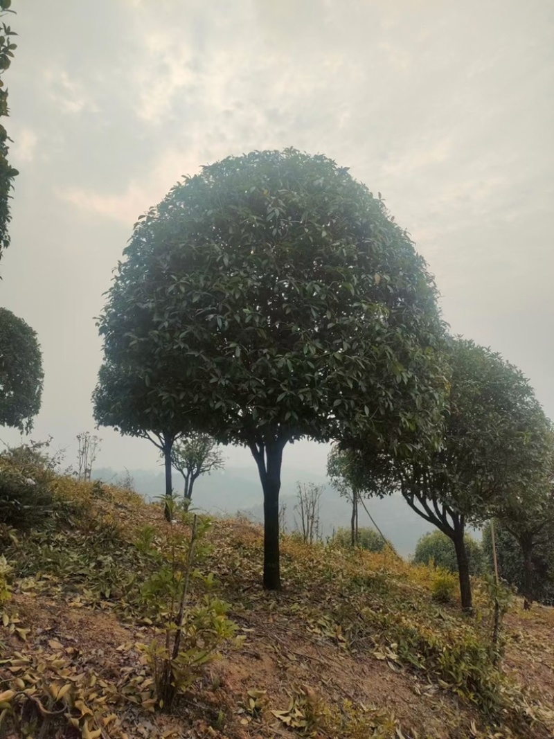 桂花