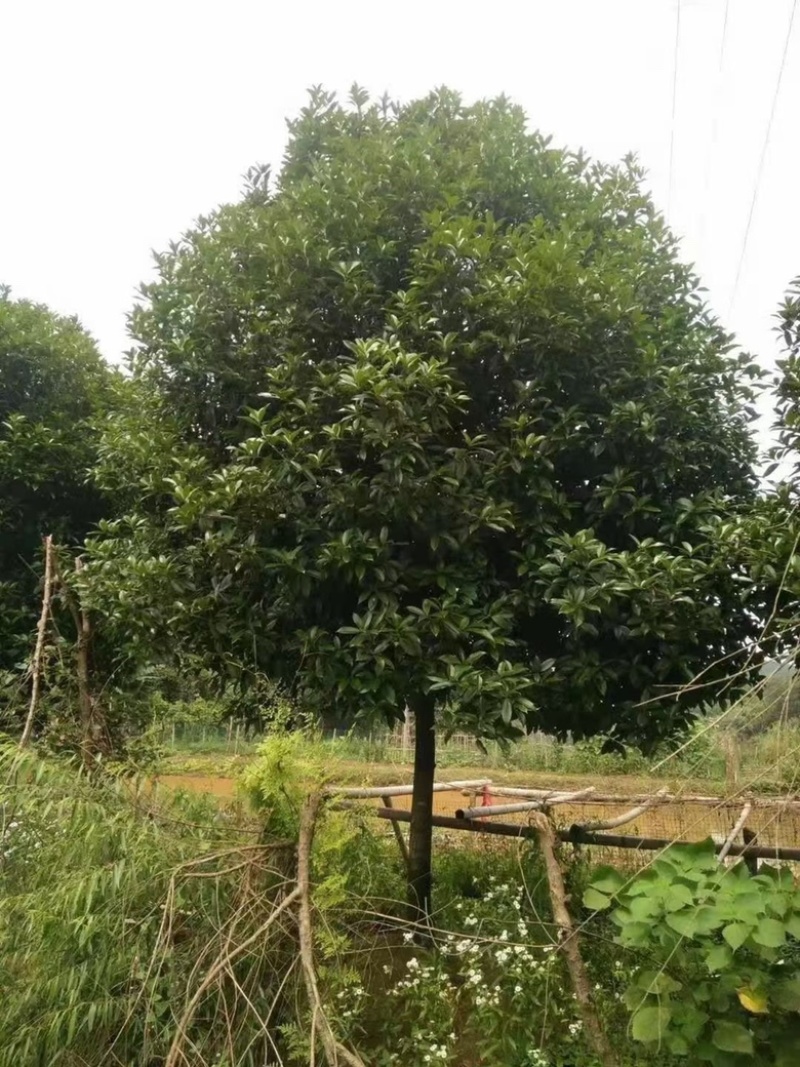 桂花