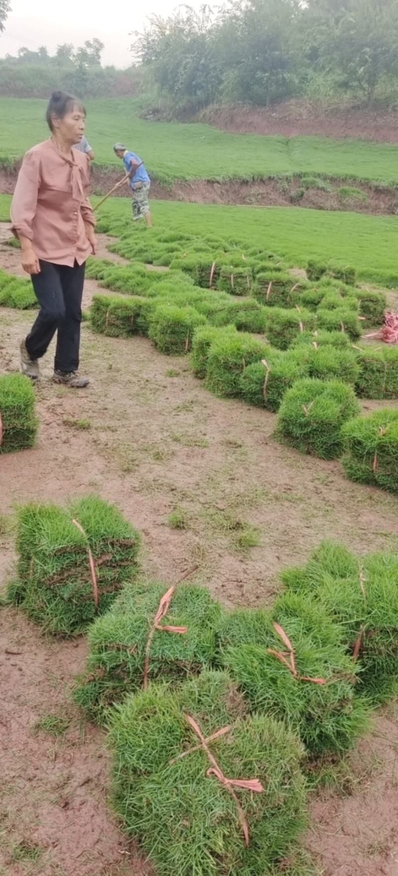 马尼拉真草草坪
