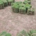 马尼拉真草草坪