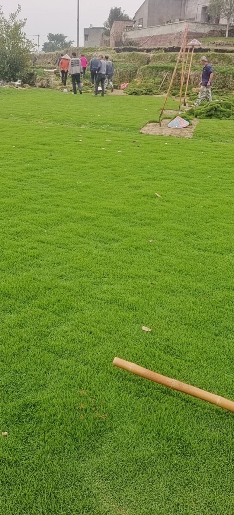 马尼拉真草草坪