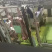 带骨🦴四分体