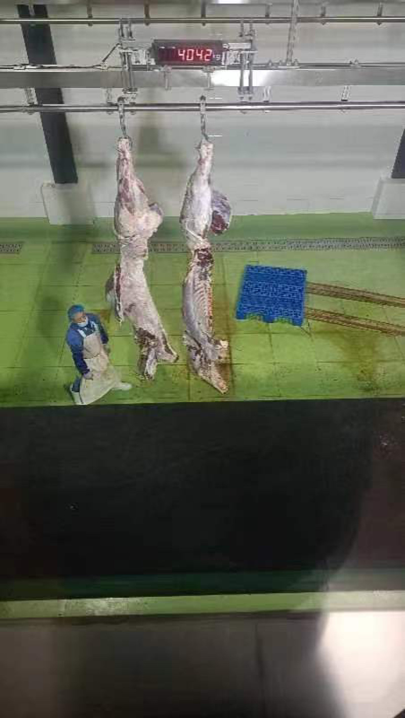带骨🦴四分体