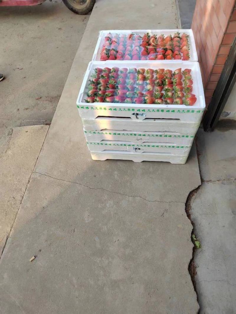 湖南常德澧县草莓产地直发