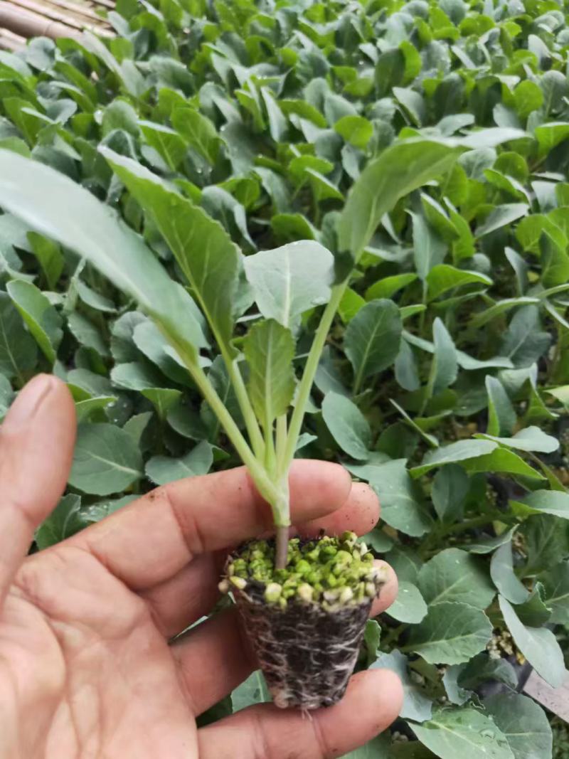 苗厂现有菜花苗甘蓝苗洋葱苗苗厂直发价格合适