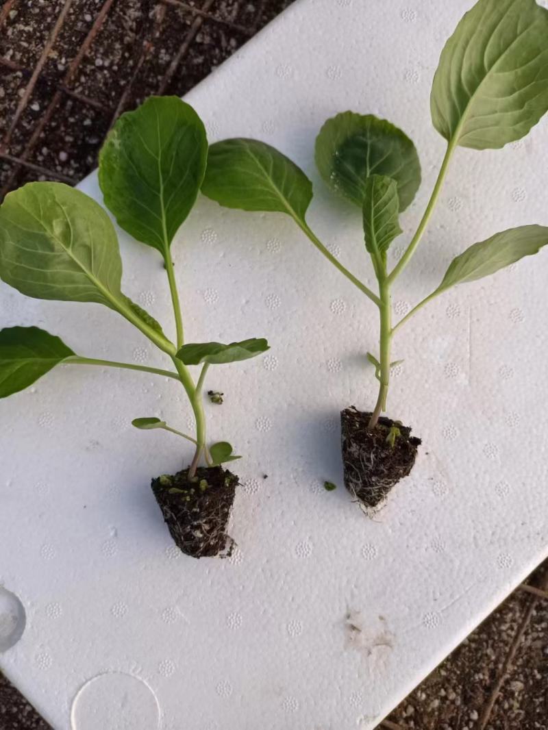 苗厂现有菜花苗甘蓝苗洋葱苗苗厂直发价格合适