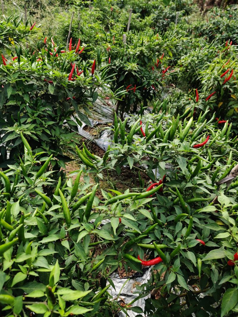 辣椒