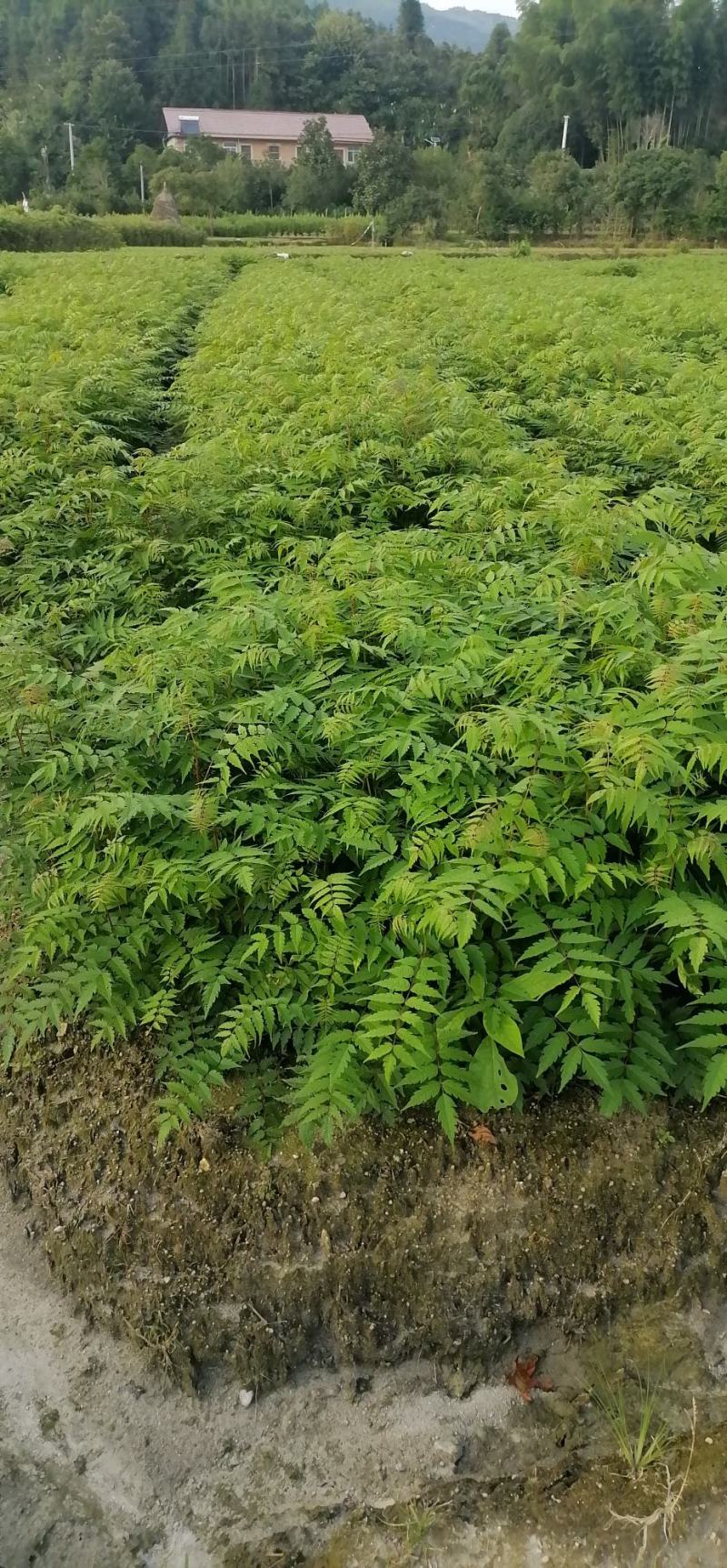 南酸枣苗、酸枣苗、南酸枣袋苗、南酸枣杯苗，产地直供
