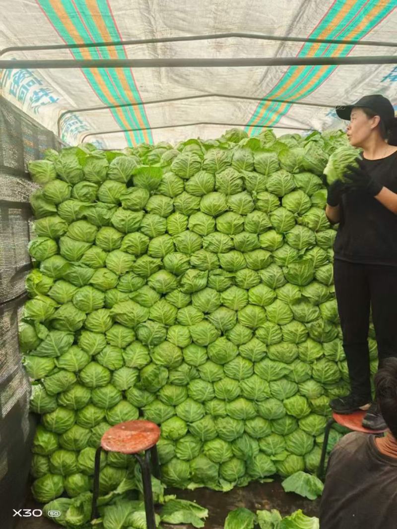 苗厂现有菜花苗甘蓝苗洋葱苗苗厂直发价格合适