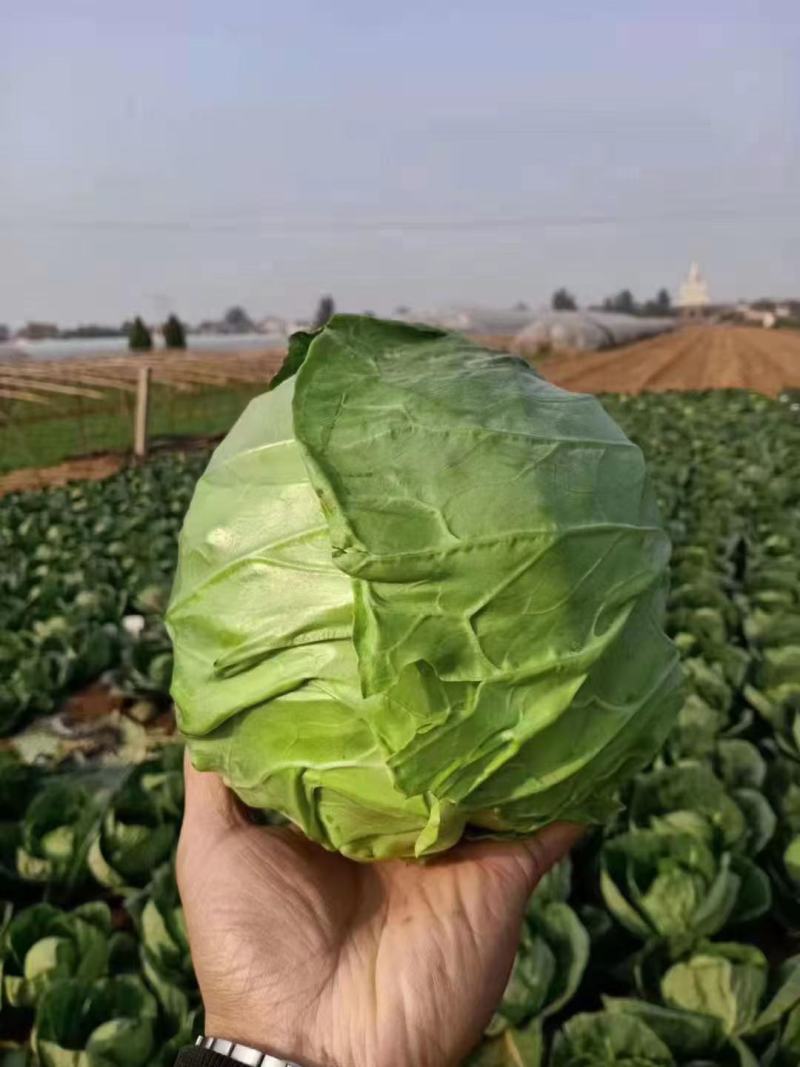 苗厂现有菜花苗甘蓝苗洋葱苗苗厂直发价格合适