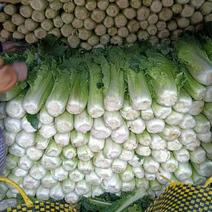 广西横县，竹筒白菜大量现货当天现摘产地直发货源充足