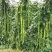 一统豇山绿条豇豆种子长豆角种子种植户农家庭院种植蔬菜种子