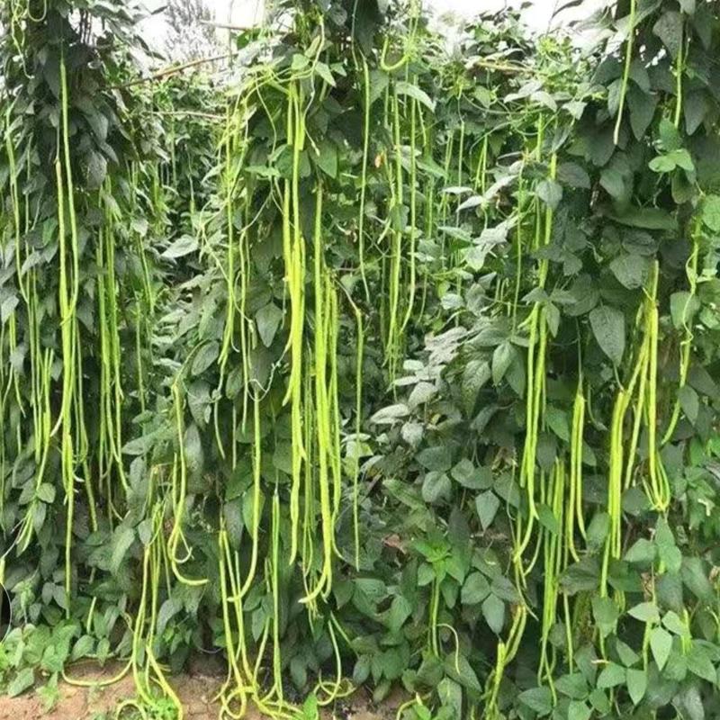 一统豇山绿条豇豆种子长豆角种子种植户农家庭院种植蔬菜种子