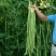 宁豇三号一点红豇豆种子长豆角种子种植户农家庭院种植蔬菜种