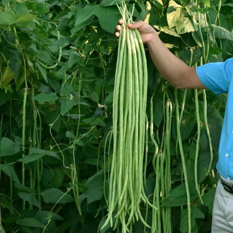 宁豇三号一点红豇豆种子长豆角种子种植户农家庭院种植蔬菜种