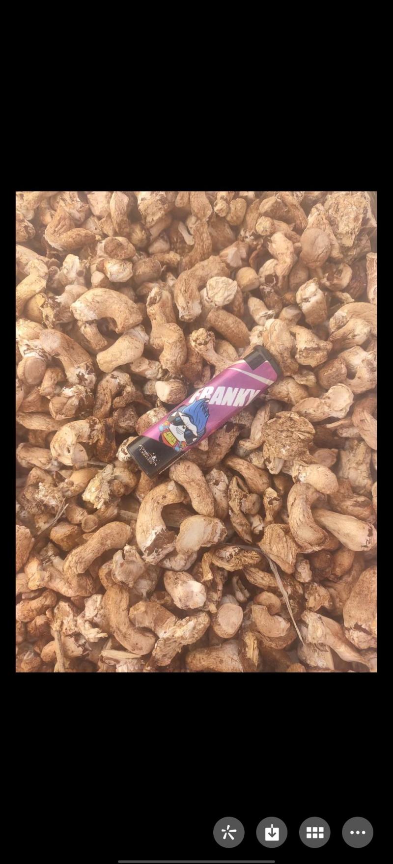 单剪香菇根大量批发可以议价