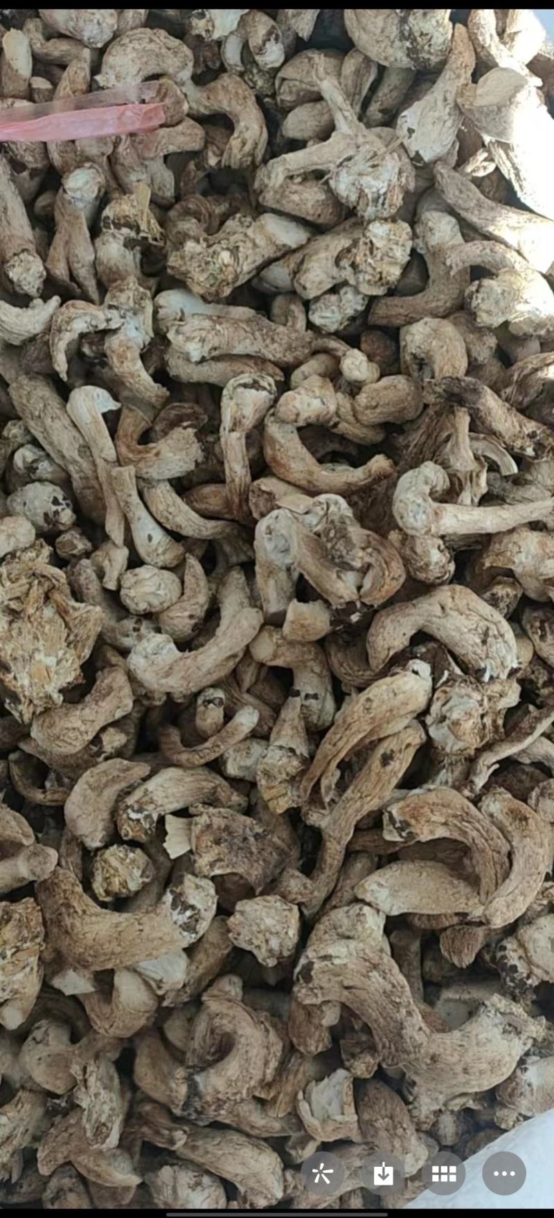单剪香菇根大量批发可以议价