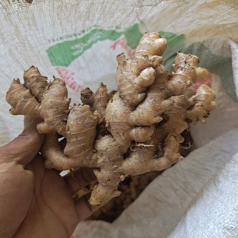 生姜农家现挖小黄姜