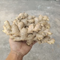生姜农家现挖小黄姜