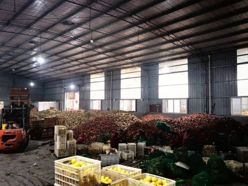 【推荐】精品柠檬安岳柠檬自产自销大量供应欢迎洽谈合作