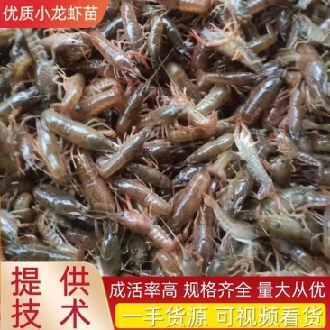 小龙虾苗，优质种苗，可上门免费技术指导。育苗基地直发货成