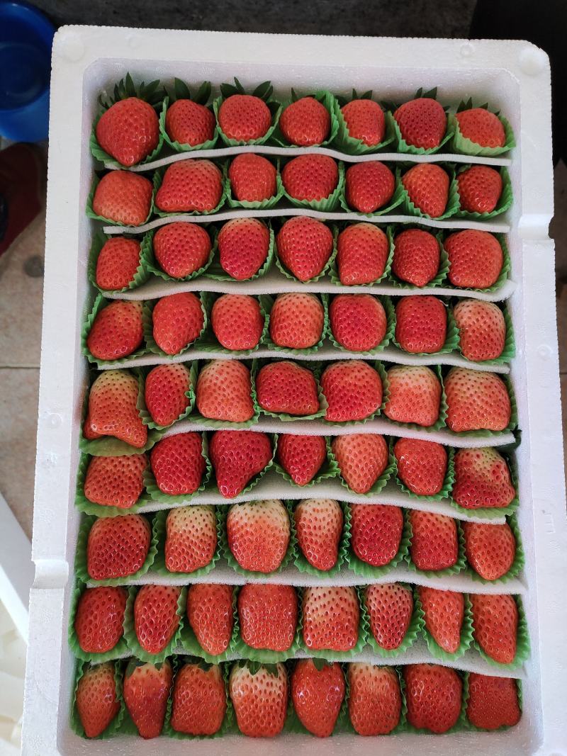 [推荐]甜宝草莓量大质高支持各种包装欢迎前来采购