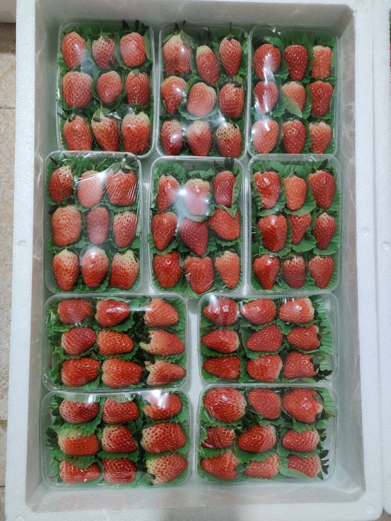 [推荐]甜宝草莓量大质高支持各种包装欢迎前来采购