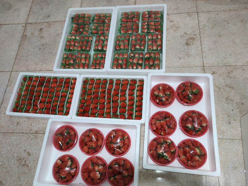[推荐]甜宝草莓量大质高支持各种包装欢迎前来采购