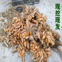 黄姜