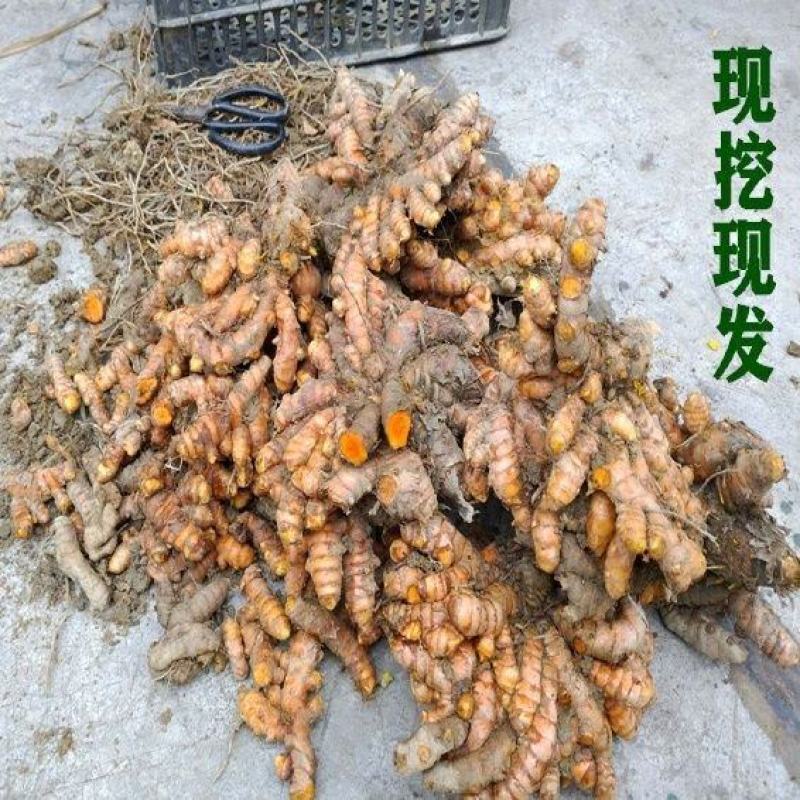 黄姜