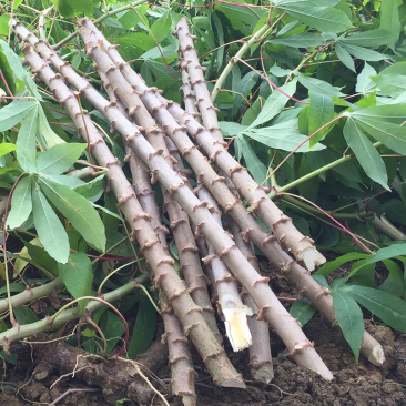 白木薯