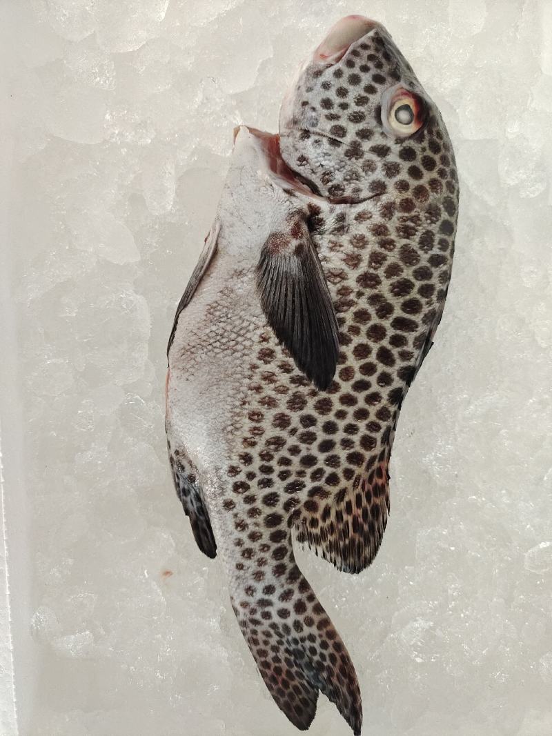 海鲜大礼包，福兔贺岁礼盒，海丰佳（家）宴套餐