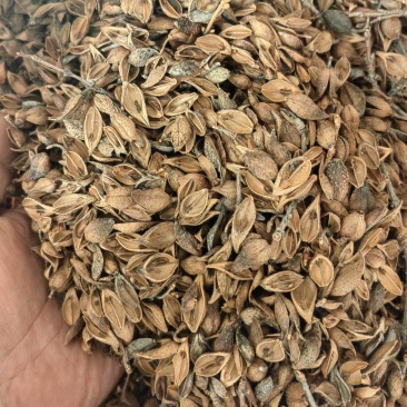 连翘青翘老翘黄翘过筛过风过籽老翘籽普通精品货都有