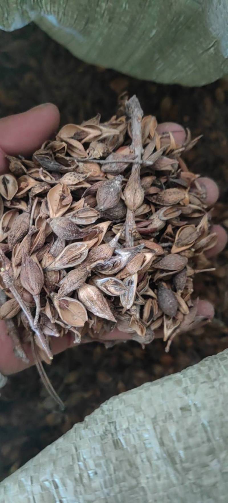 连翘青翘老翘黄翘过筛过风过籽老翘籽普通精品货都有
