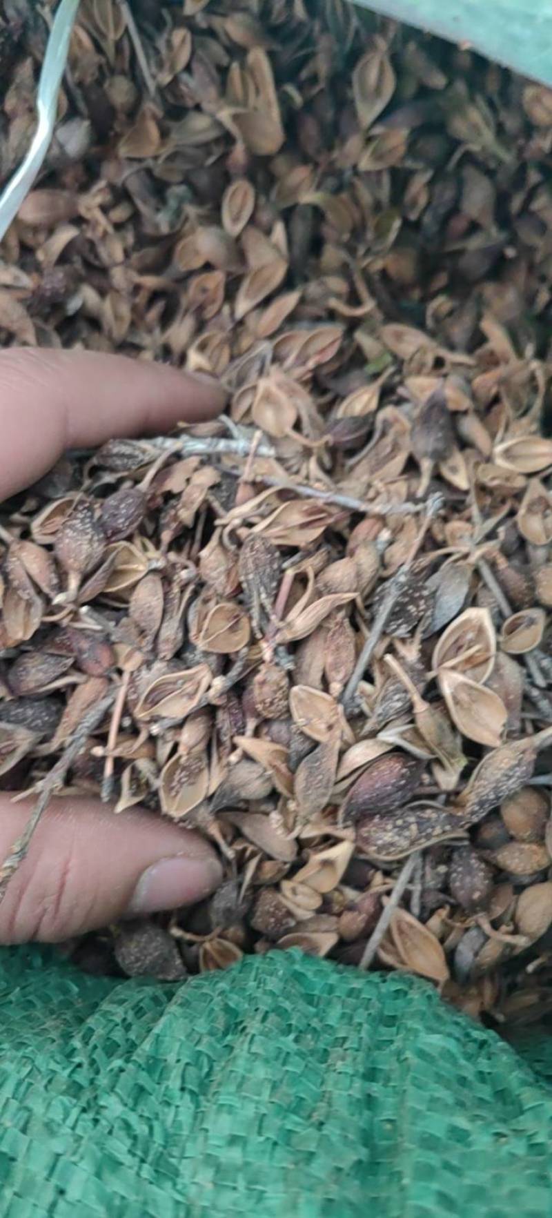 连翘青翘老翘黄翘过筛过风过籽老翘籽普通精品货都有