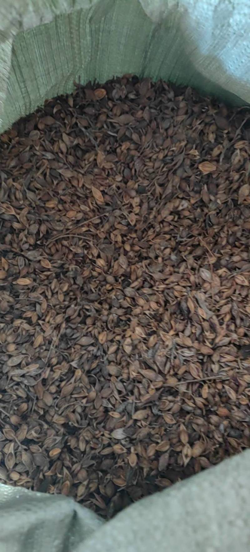 连翘青翘老翘黄翘过筛过风过籽老翘籽普通精品货都有